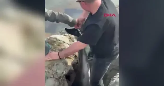 Samsun’da kayalıklara sıkışan yunusu polis kurtardı