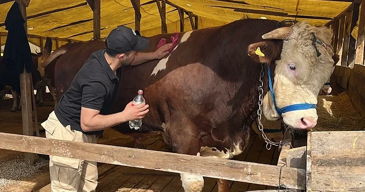 Adını Şampiyon koydu 1 Tonluk boğanın dudak uçuklatan fiyatı