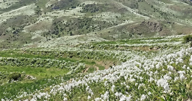 Dünyada sadece Ankara da yetişiyor: Yılda sadece 2 ay görünüyor Sözcü Gazetesi
