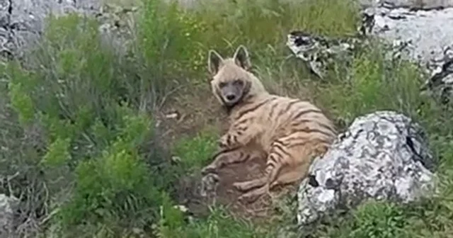 Gölbaşı ilçesinde nesli tükenmekte olan sırtlan görüldü Adıyaman Haberleri