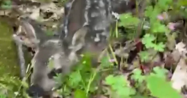 Çanakkale’de nesli koruma altındaki yavru karaca cep telefonu kamerasına yansıdı. VİDEO İZLE