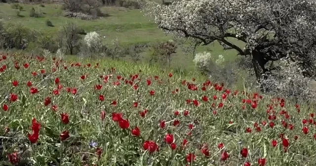 Gümüşhane de dağ laleleri tarlaları süslüyor VİDEO İZLE