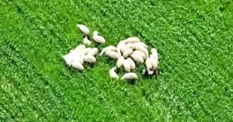Kaybolan koyun sürüsü tarlanın ortasında dronla bulundu