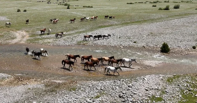 Eynif Ovası nın yılkı atları dronla görüntülendi VİDEO İZLE