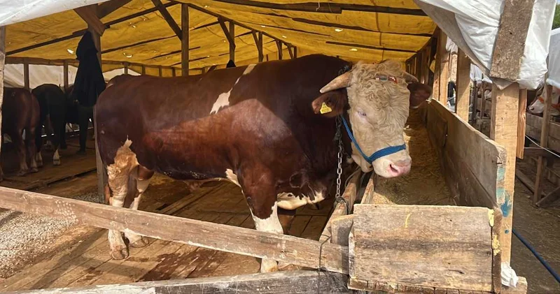 1 tonluk kurbanlık boğanın fiyatı dudak uçuklattı