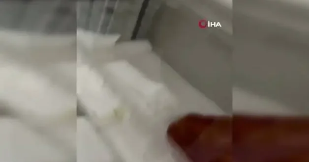 İstanbul da bir evden 18 piton, 21 Mısır ve 3 king yılanı çıktı