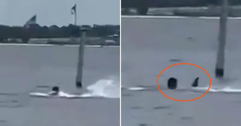 Donanma personeli öğle arasında denize girdi, köpekbalığının saldırısına uğradı