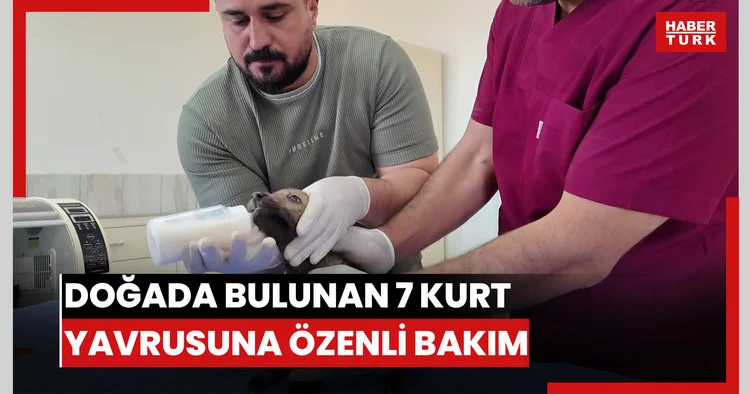 Doğada bulunan 7 kurt yavrusuna özenli bakım