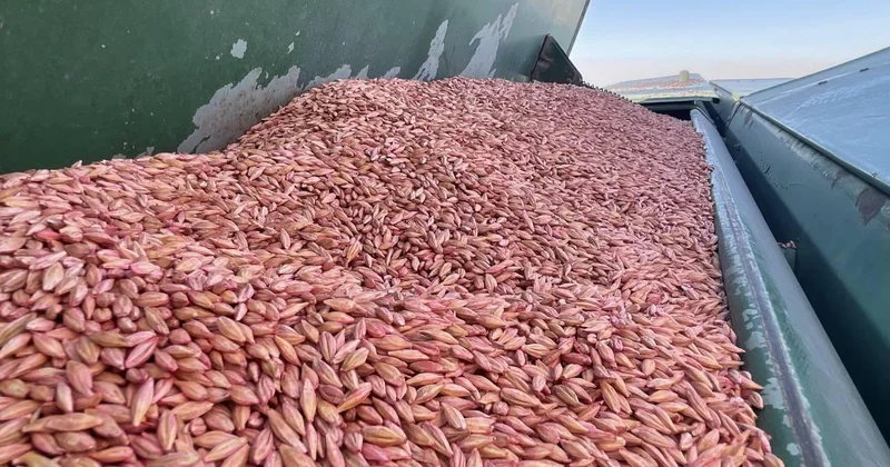 211 ülkeye 4,8 milyar dolarlık hububat ihraç edildi