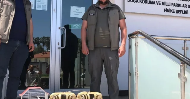 Kuş denetiminde kafeslerdeki keklik ve papağanlara el konuldu Antalya Haberleri