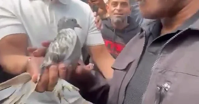 Mike Tyson a Hollanda da şaşırtan sürpriz: Türk şampiyon Aksaray güverciniyle jest yaptı VİDEO İZLE