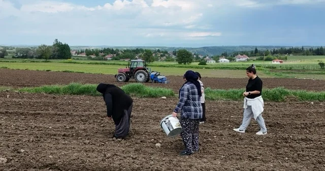 Samsun da Büyükşehir Belediyesi desteğiyle Ladik fasulyesi üretimi artıyor Samsun Haberleri
