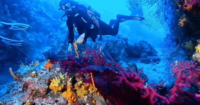 Ayvalık ta dalış turizmine müjde Ayvalık ta kısıtlı alanlar sportif dalışa açıldı Balıkesir Haberleri