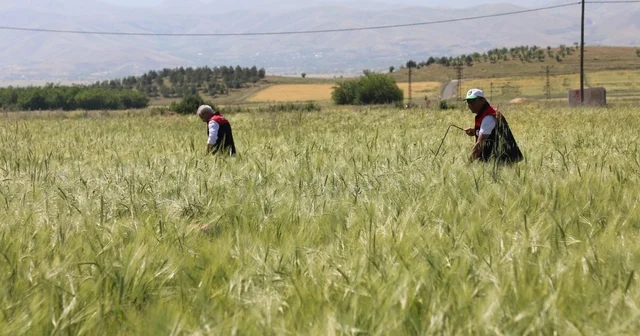 Elazığ da süne sürveyi ve CBS çalışmaları sahada değerlendirildi Elazığ Haberleri