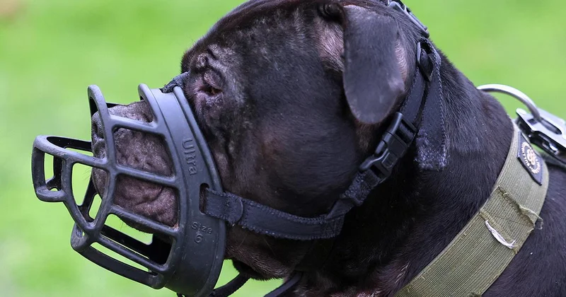 İngiltere, 12 yaş altı çocukların köpeklerle yalnız bırakılmasını yasaklamaya hazırlanıyor