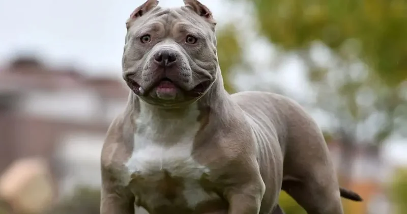 İngiltere de yeni köpek yasası: Çocuklarla yalnız bırakmak yasak