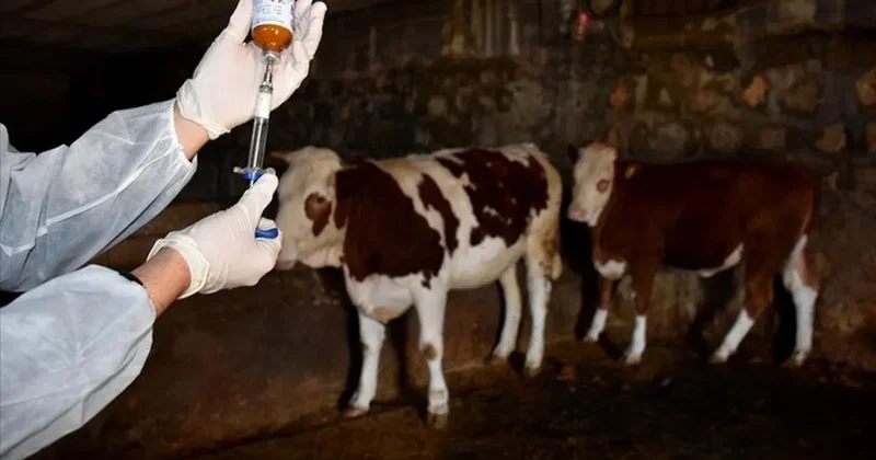 Gökçeada’ya şap hastalığından aşılı ari bölge statüsü verildi