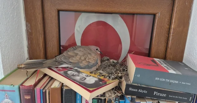 Datça da kumrular bir evin kitaplığına yuva yaptı Muğla Haberleri