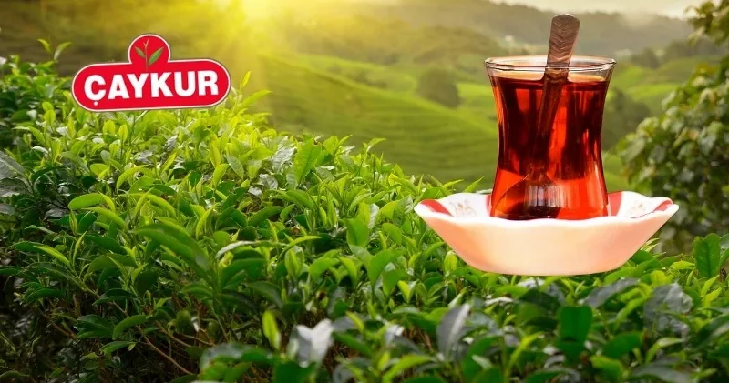 ÇAYKUR un birinci sürgün yaş çay alımları devam ediyor Gündem Haberleri