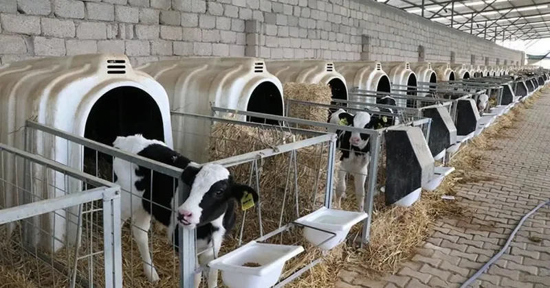 Hayvancılıkta devlet garantili yeni dönem: 108 bin hayvan dağıtılacak