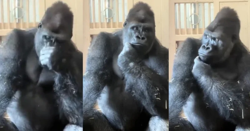 Eşiyle tartışan goril Kiyomasa düşünceli tavırlarıyla viral oldu
