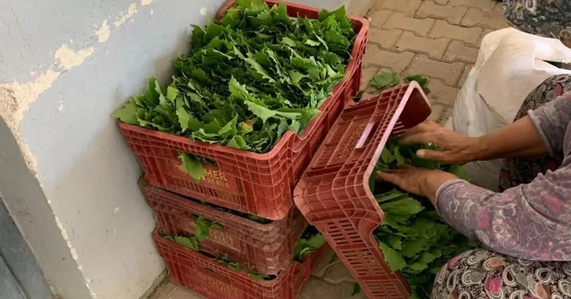 Yaprak fiyatları 35 40 TL ye geriledi