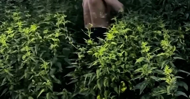 UFC sporcusunun ısırgan sınavı Rize de akıma dönüştü Rize Haberleri Habertürk Yerel Haberler