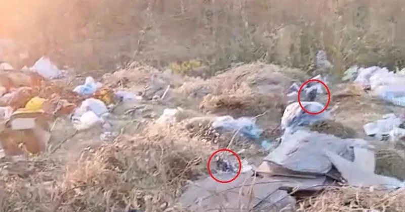 Diyarbakır’da boş arazideki çöpler fare yuvasına döndü