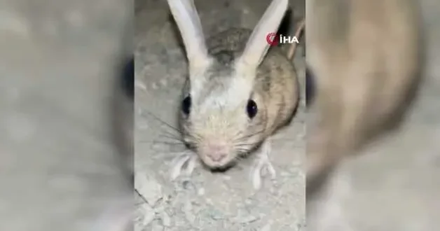 Elazığ da Arap tavşanı görüntülendi