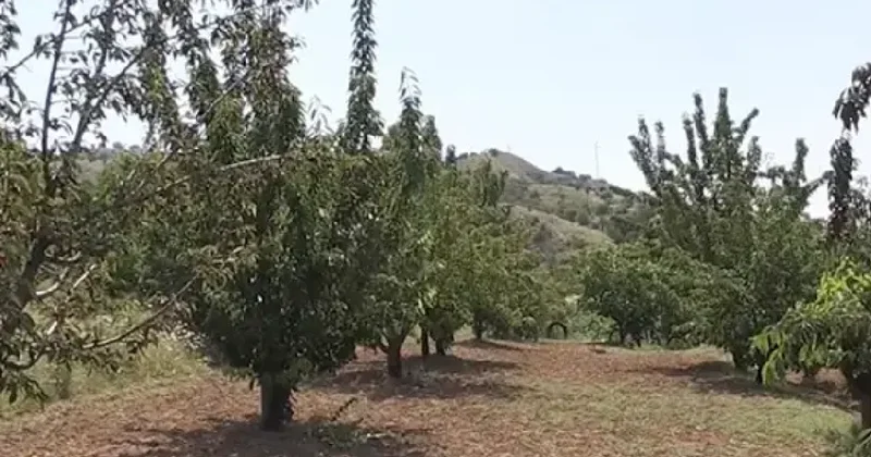 Adına özel türküsü bile var: Donsuzluk hasadı coşturdu Sözcü Gazetesi