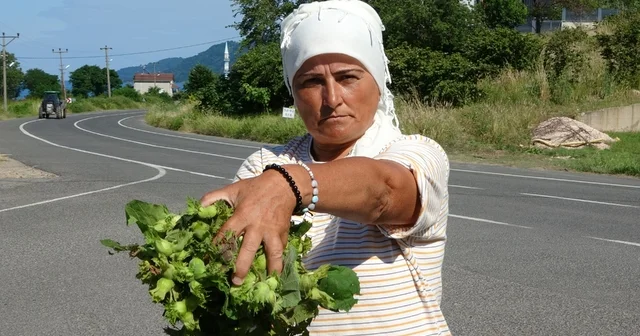 Ordu da taze fındık tezgahlarda: Kilosu 200 lira Ordu Haberleri Habertürk Yerel Haberler