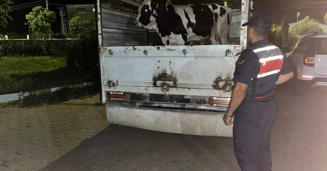 Çine deki 365 bin liralık hayvan dolandırıcılığı jandarmaya takıldı Aydın Haberleri Habertürk Yerel Haberler