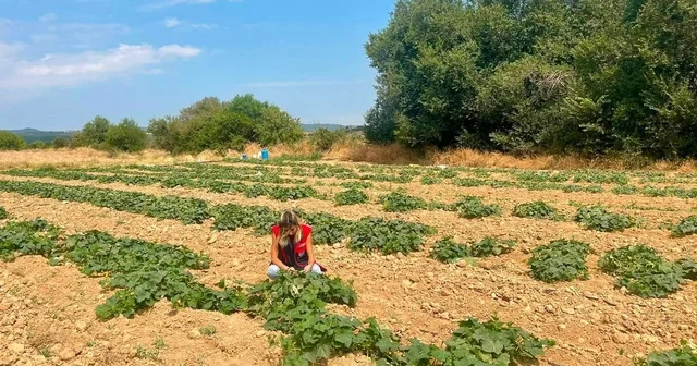 Dazkırı da alternatif ürünler için saha çalışması Afyonkarahisar Haberleri Habertürk Yerel Haberler