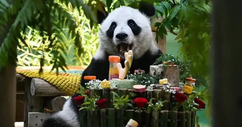 Çin’de dev panda Xing Mei’nin 15’inci doğum günü kutlandı