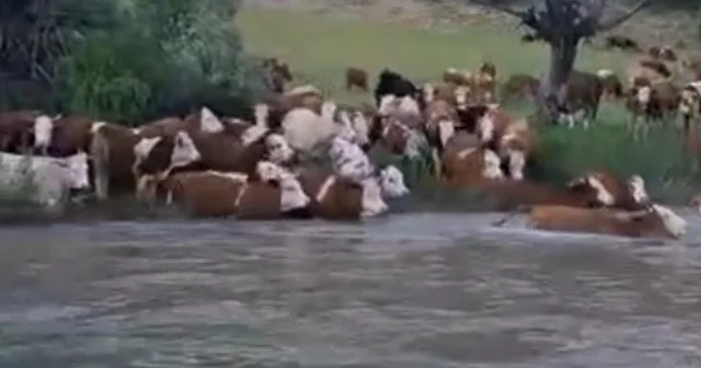 Sürü halinde suya girdiler, Kelkit Çayı nı yüzerek geçtiler Gümüşhane Haberleri Habertürk Yerel Haberler
