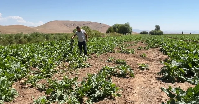 Ayılar ve domuz sürüleri çiftçinin emeğini talan etti Çiftçinin bir yıllık emeği yaban hayvanlarına yem oldu Erzincan Haberleri Habertürk Yerel Haberler