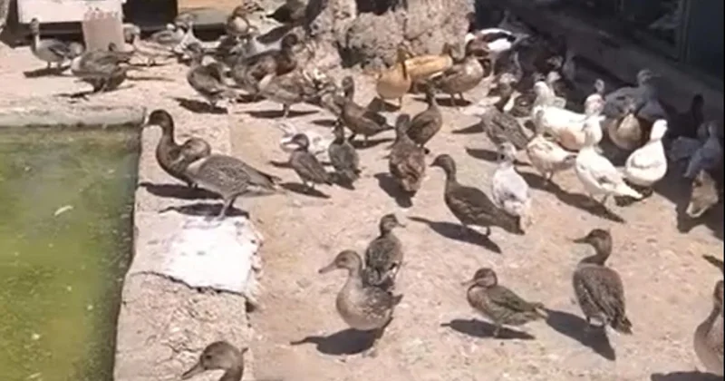 Ekipler yaban hayvan ticaretine göz açtırmıyor