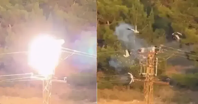Leyleklerin elektrik direğinde akıma kapılıp öldüğü anlar kamerada