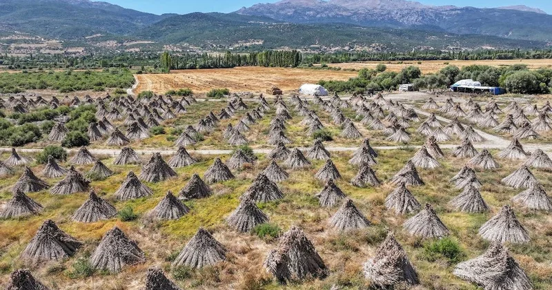 Gölün içinden kesip tırlarla taşıyorlar: Avrupa da kapış kapış satılıyor Sözcü Gazetesi