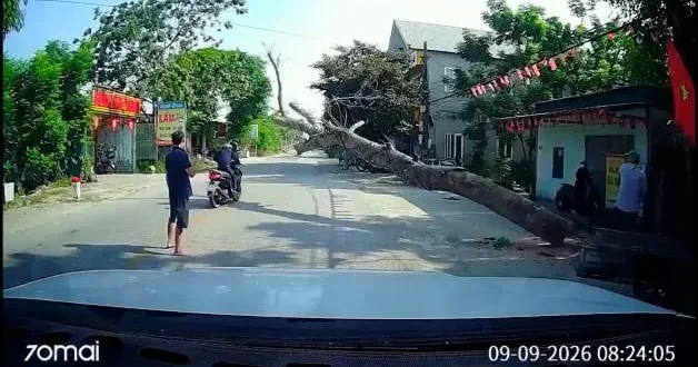 Vietnam da kesilen ağaç motosikletlinin üzerine devrildi: Sürücü feci şekilde can verdi