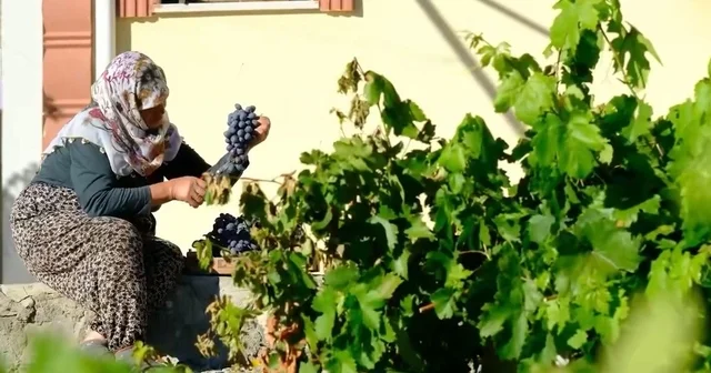 75 yıllık ömür, nasırlı eller ve Cimin üzümü Erzincan Haberleri Habertürk Yerel Haberler