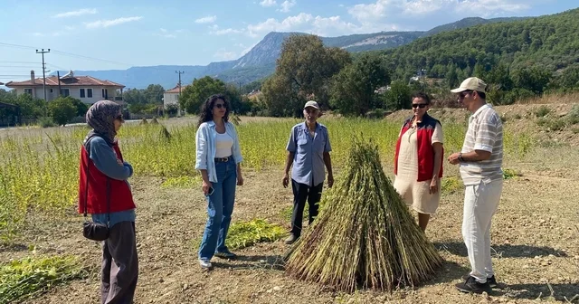 Susam yetiştiriciliğini destekleme projesinde saha kontrolleri başladı Muğla Haberleri Habertürk Yerel Haberler