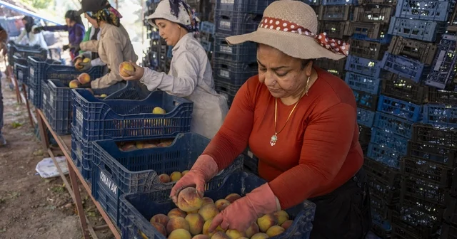 Mersin de üreticiden alınan şeftaliler Kent Lokantasında vatandaşla buluşacak Mersin Haberleri Habertürk Yerel Haberler