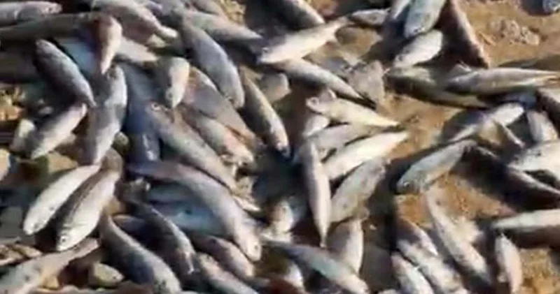 Milas ın İncekum Sahili nde kıyıya vuran ölü balıklardan numune alındı
