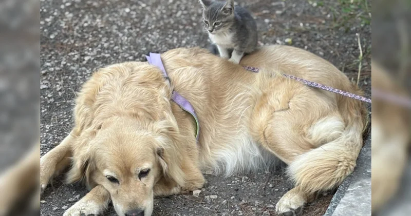 Annesinin terk ettiği yavru kediye köpek annelik yapıyor
