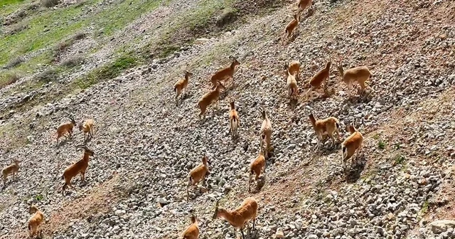 Palu Kalesi nin eteklerinde dağ keçileri dronla görüntülendi Elazığ Haberleri Habertürk Yerel Haberler