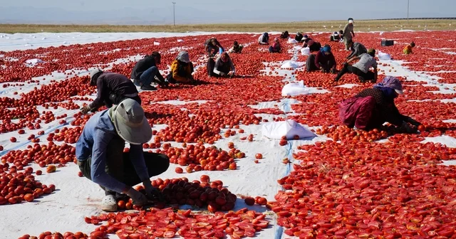Güneş ve poyrazla kurutulan Niğde domatesi dünya sofralarına ulaşıyor Bölgede 10 bin tona yakın domates kurutulacak Niğde Haberleri Habertürk Yerel Haberler