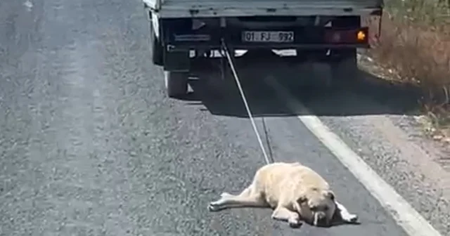Köpeği kamyonetin arkasına bağlayıp sürükleyerek götürdü Şanlıurfa Haberleri Habertürk Yerel Haberler