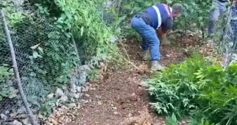 Hatay da 371 kök kenevir ele geçirildi