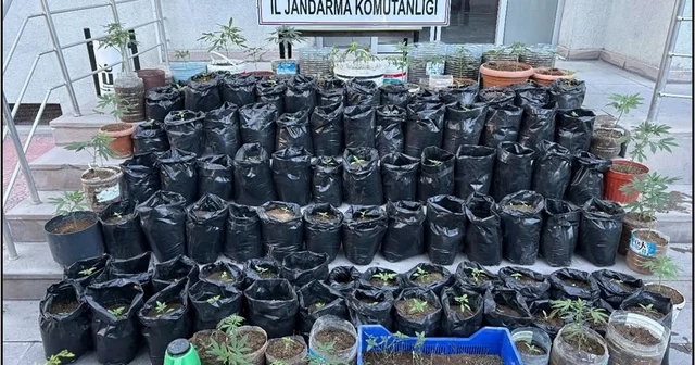 Jandarma saksılarda yetiştirilen 161 kök kenevir bitkisi ile esrar ele geçirdi Eskişehir Haberleri Habertürk Yerel Haberler
